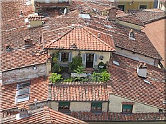 img_0518_lucca.JPG