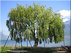 img_1179_comersee.JPG